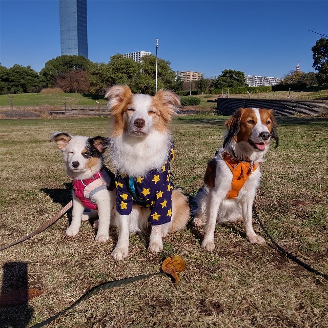 f:id:gussan-belle:20221207124524j:image f:id:gussan-belle:20221207124524j:image