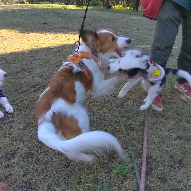 f:id:gussan-belle:20221207125215j:image f:id:gussan-belle:20221207125215j:image