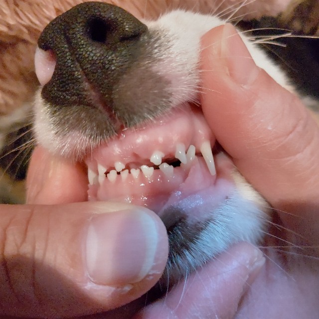 f:id:gussan-belle:20221217201933j:image