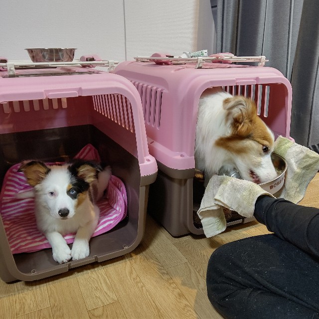 f:id:gussan-belle:20221220142406j:image