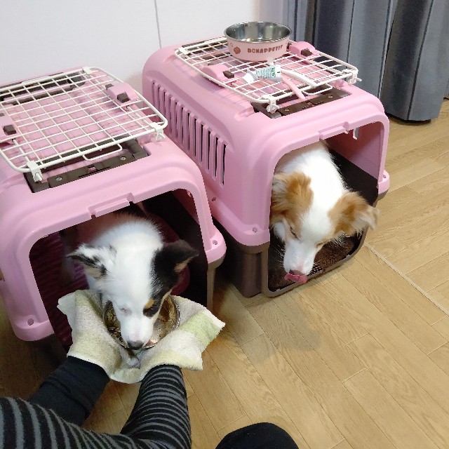 f:id:gussan-belle:20221220142635j:image