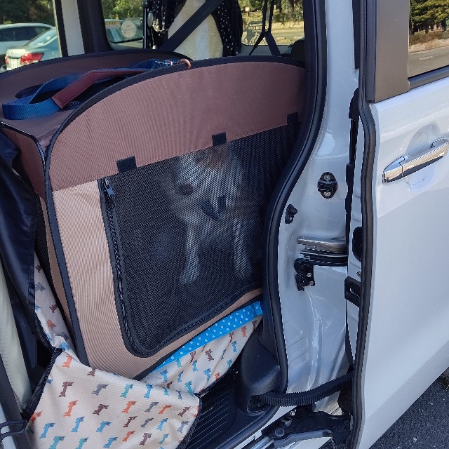 f:id:gussan-belle:20221221155349j:image