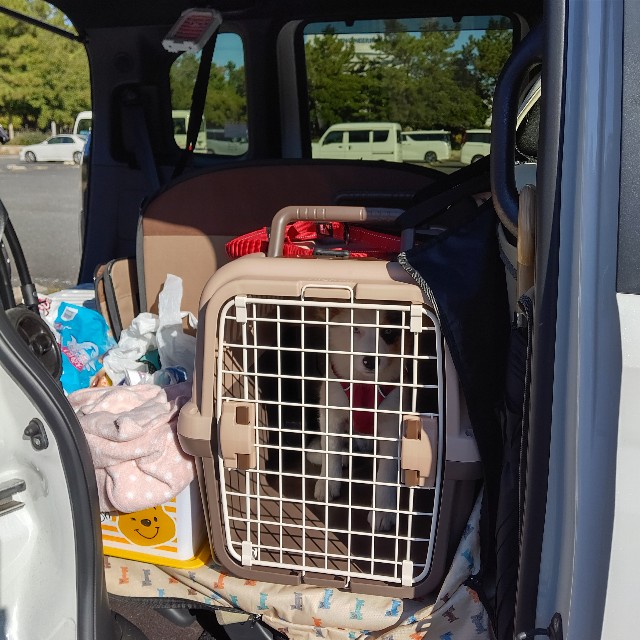 f:id:gussan-belle:20221221155408j:image