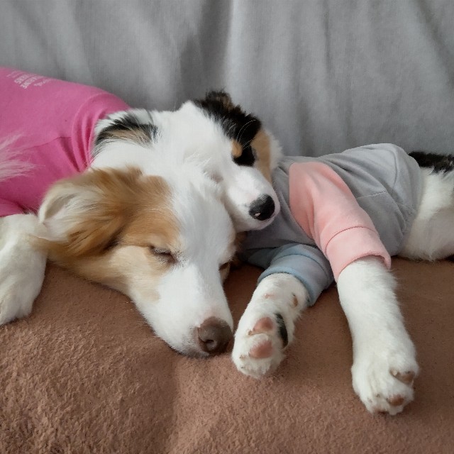 f:id:gussan-belle:20221221155529j:image