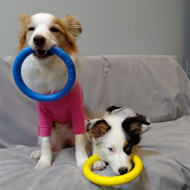 f:id:gussan-belle:20221222123707j:image