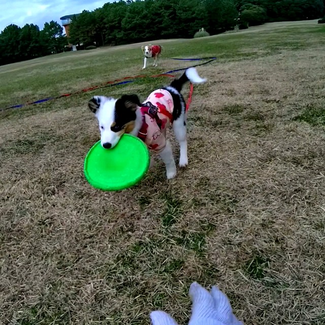 f:id:gussan-belle:20221229095111j:image