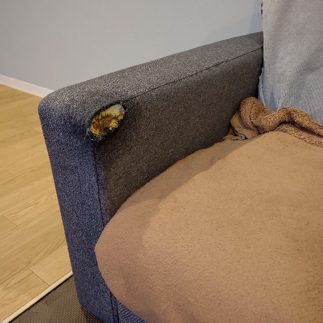 f:id:gussan-belle:20230108201009j:image