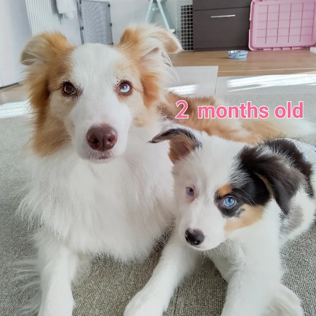 f:id:gussan-belle:20230109083210j:image f:id:gussan-belle:20230109083210j:image