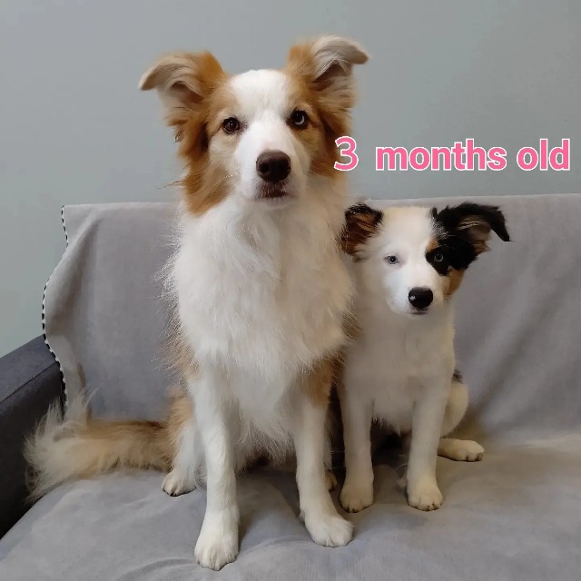 f:id:gussan-belle:20230109083218j:image f:id:gussan-belle:20230109083218j:image