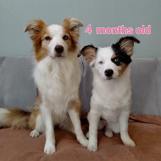 f:id:gussan-belle:20230109083225j:image f:id:gussan-belle:20230109083225j:image