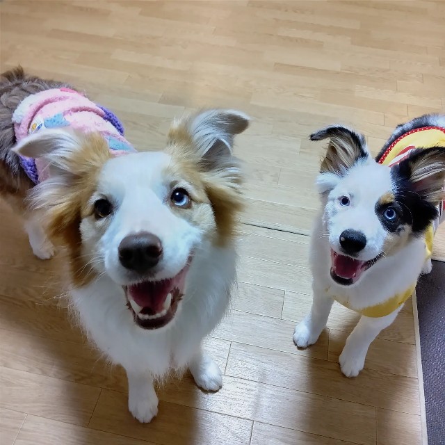 f:id:gussan-belle:20230120070043j:image f:id:gussan-belle:20230120070043j:image