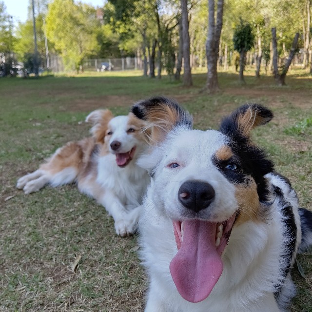 f:id:gussan-belle:20230414064721j:image f:id:gussan-belle:20230414064721j:image