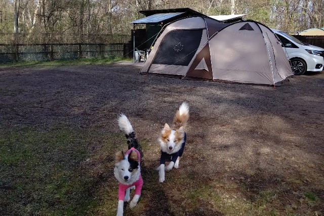 f:id:gussan-belle:20230426072913j:image