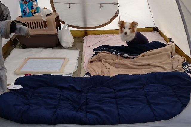 f:id:gussan-belle:20230426072955j:image