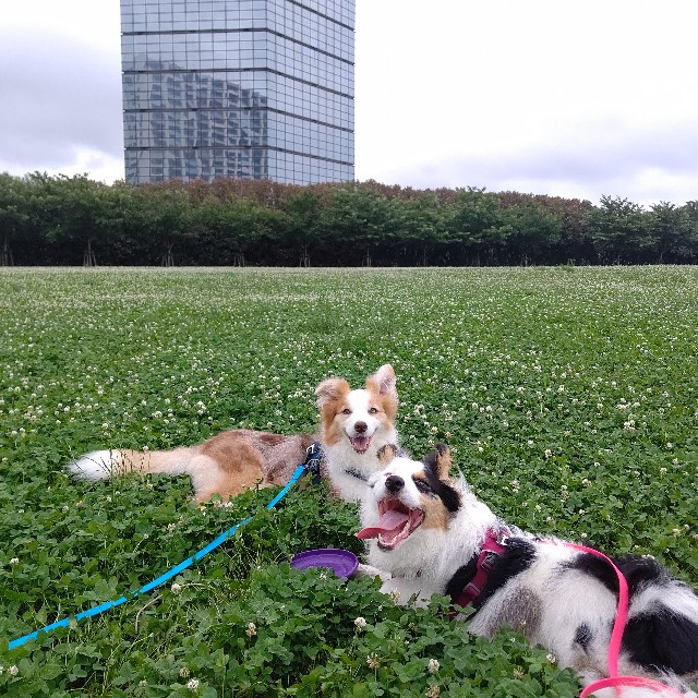 f:id:gussan-belle:20230701222602j:image