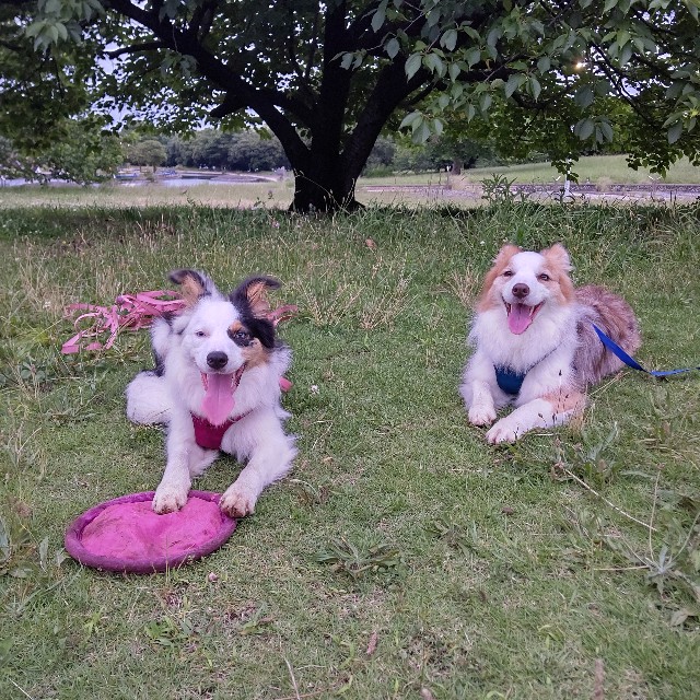 f:id:gussan-belle:20230701222630j:image