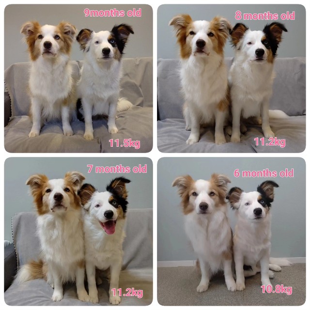 f:id:gussan-belle:20230708085132j:image