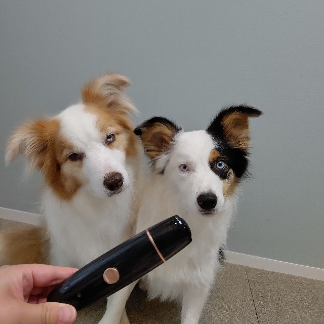 f:id:gussan-belle:20230712093545j:image