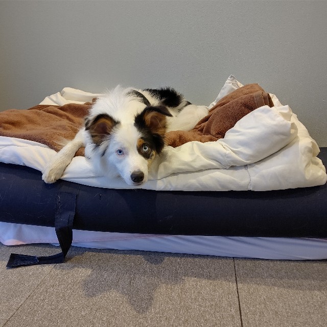 f:id:gussan-belle:20230712093810j:image