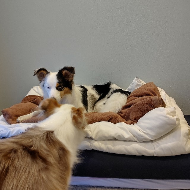 f:id:gussan-belle:20230712093826j:image