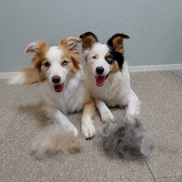 f:id:gussan-belle:20230714080931j:image f:id:gussan-belle:20230714080931j:image