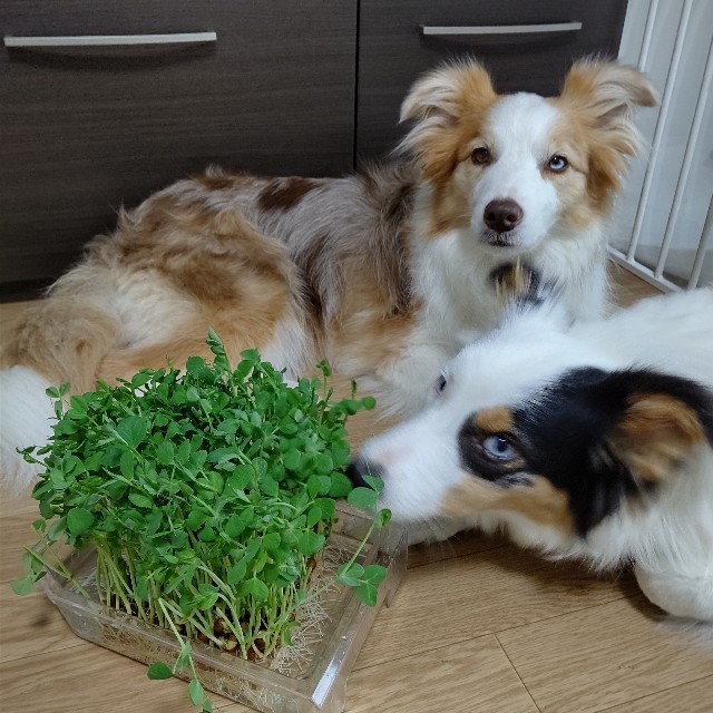 f:id:gussan-belle:20230714081323j:image f:id:gussan-belle:20230714081323j:image