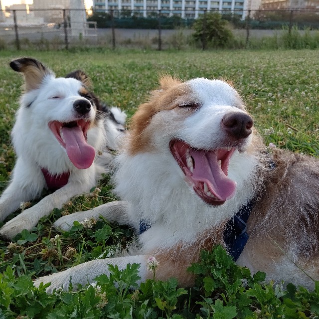 f:id:gussan-belle:20230717162802j:image