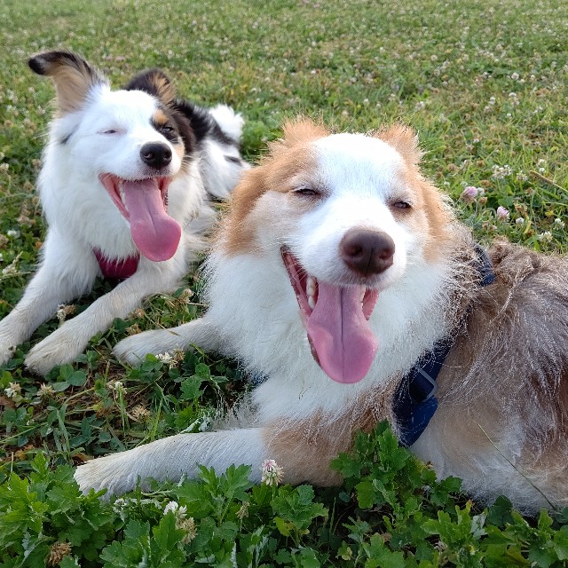 f:id:gussan-belle:20230717162929j:image