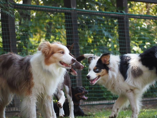 f:id:gussan-belle:20230728072337j:image f:id:gussan-belle:20230728072337j:image