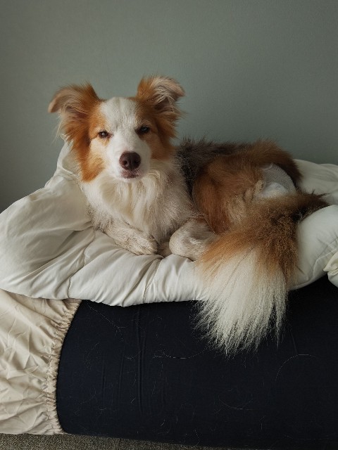 f:id:gussan-belle:20230731134107j:image