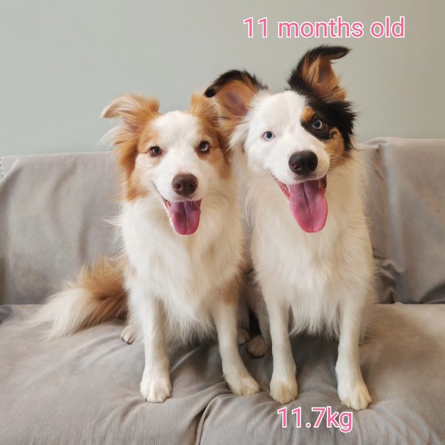 f:id:gussan-belle:20230808220616j:image