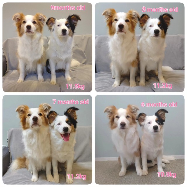 f:id:gussan-belle:20230808220653j:image