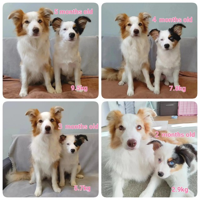 f:id:gussan-belle:20230808220703j:image