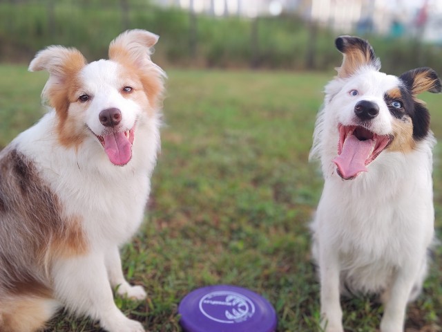 f:id:gussan-belle:20230810160644j:image f:id:gussan-belle:20230810160644j:image