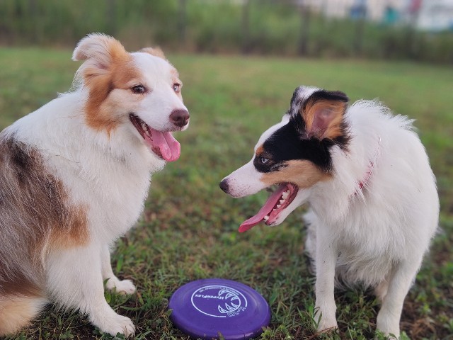 f:id:gussan-belle:20230810160711j:image f:id:gussan-belle:20230810160711j:image