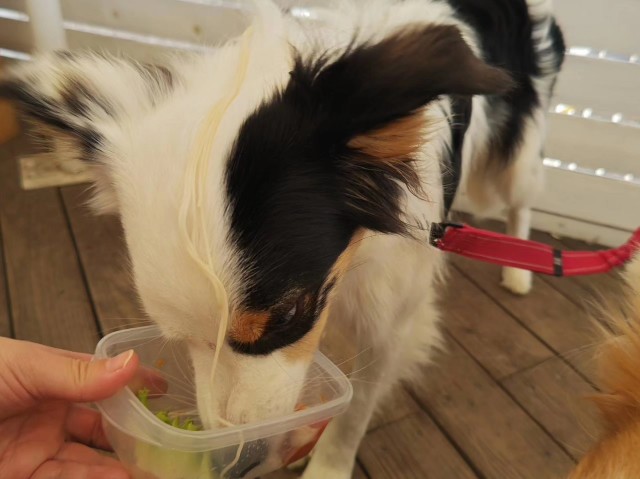 f:id:gussan-belle:20230813100852j:image f:id:gussan-belle:20230813100852j:image