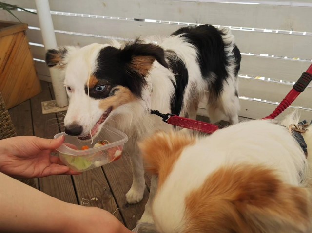 f:id:gussan-belle:20230813100914j:image f:id:gussan-belle:20230813100914j:image