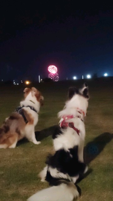 f:id:gussan-belle:20230818084507j:image