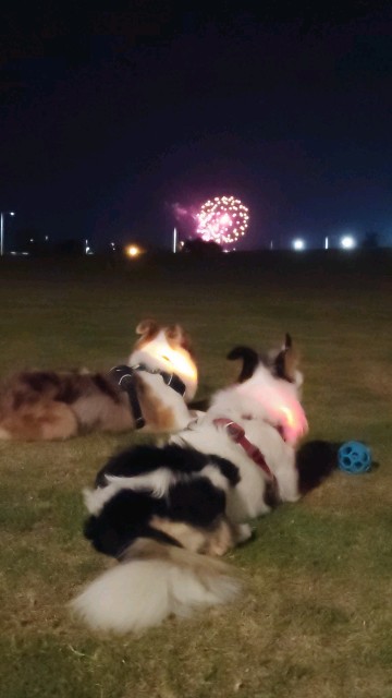 f:id:gussan-belle:20230818084519j:image