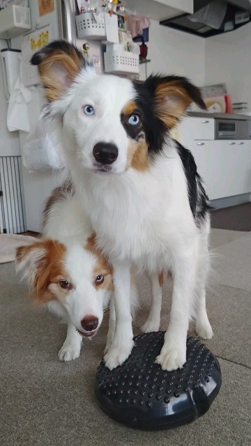 f:id:gussan-belle:20230822160410j:image