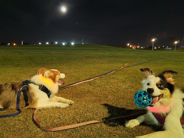 f:id:gussan-belle:20230831140136j:image