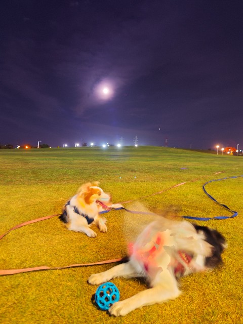 f:id:gussan-belle:20230831140201j:image