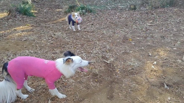 f:id:gussan-belle:20231209082304j:image