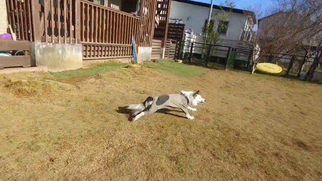 f:id:gussan-belle:20240130194559j:image