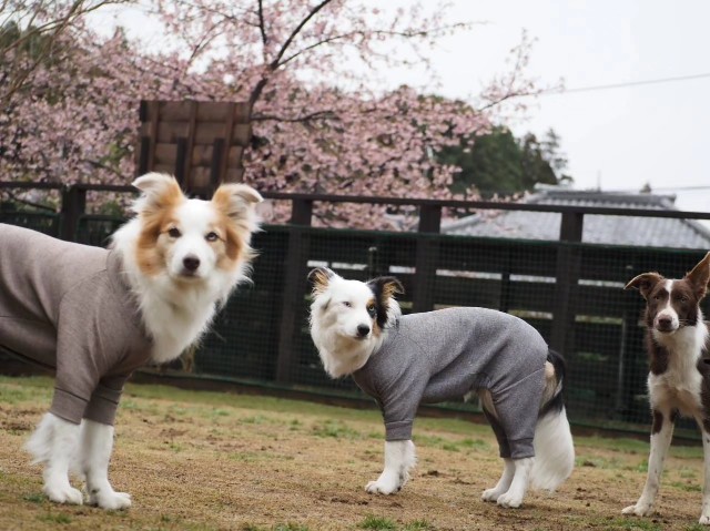 f:id:gussan-belle:20240311231925j:image f:id:gussan-belle:20240311231925j:image