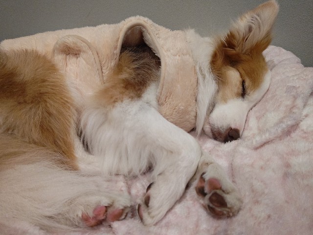 f:id:gussan-belle:20240311232143j:image f:id:gussan-belle:20240311232143j:image