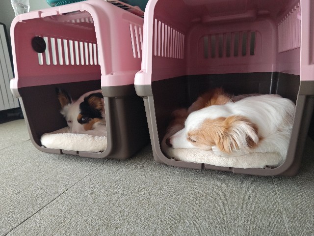 f:id:gussan-belle:20240320192711j:image f:id:gussan-belle:20240320192711j:image