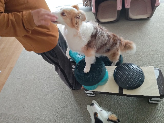 f:id:gussan-belle:20240523132043j:image
