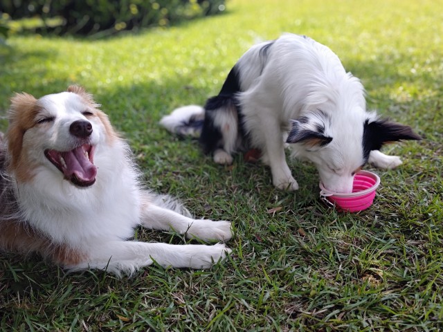 f:id:gussan-belle:20240608172427j:image