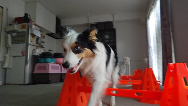 f:id:gussan-belle:20240608172918j:image